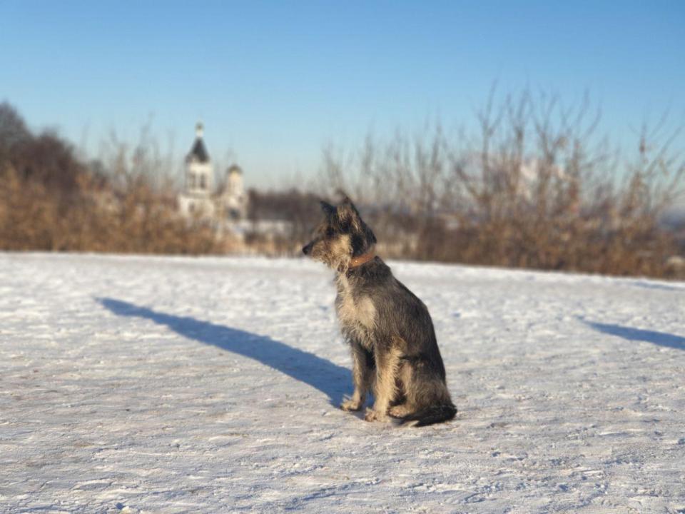 Dog in Vladimir